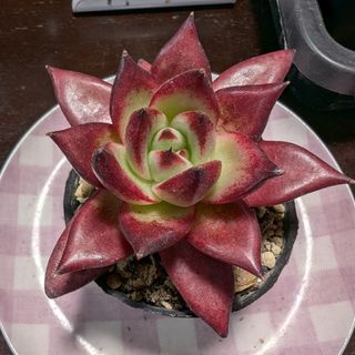 ♧多肉植物か153 エケベリア ロメオルビン