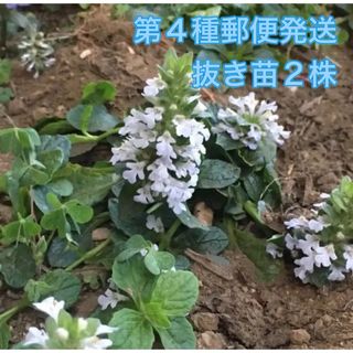 ☆ネコポス☆【抜き苗2株】アジュガ　ホワイト　白花