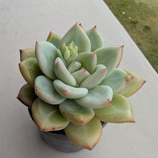 ホワイトシャンペン　多肉植物　抜き苗